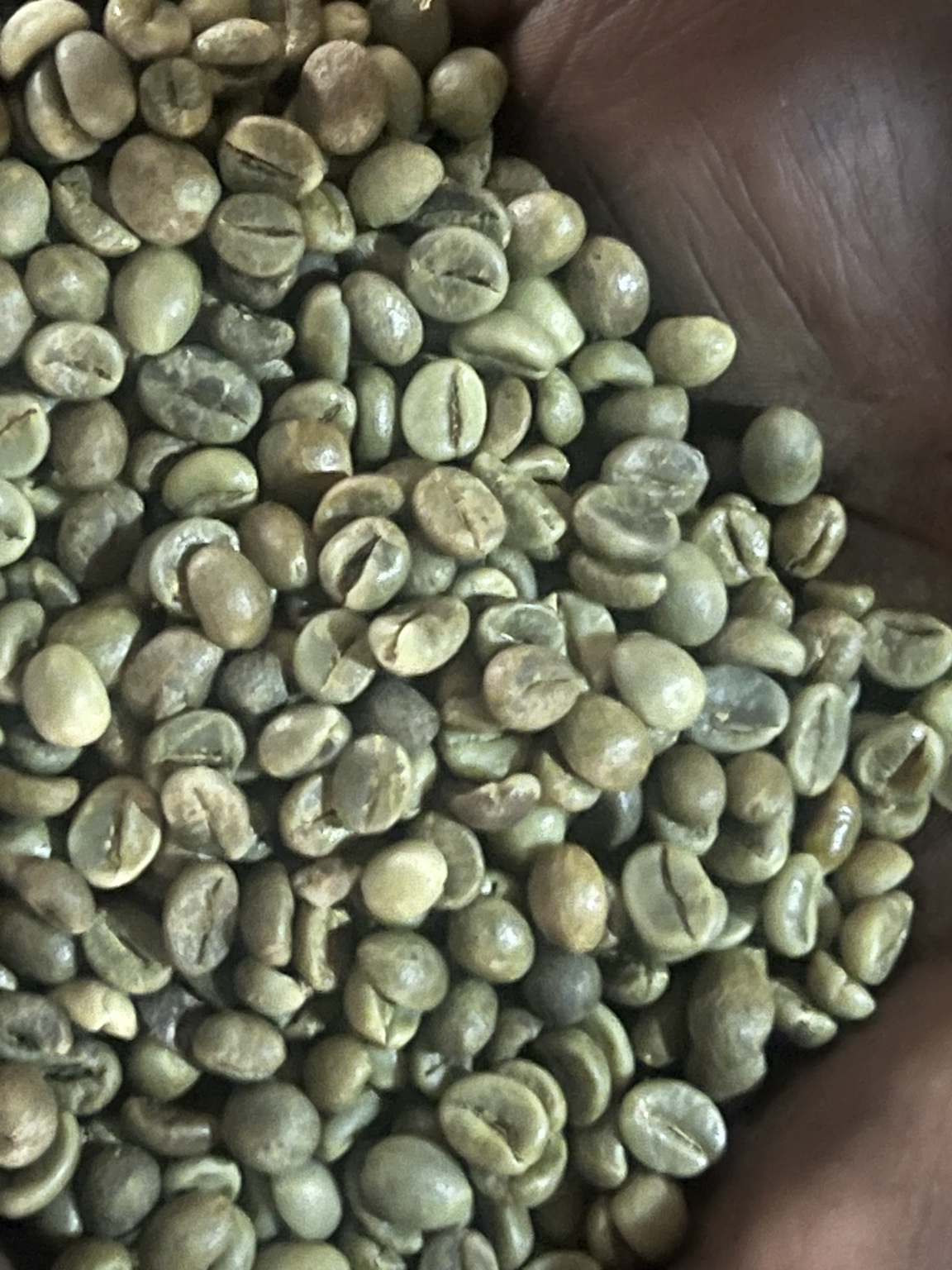 Dried and hulled green coffee beans ready for sale