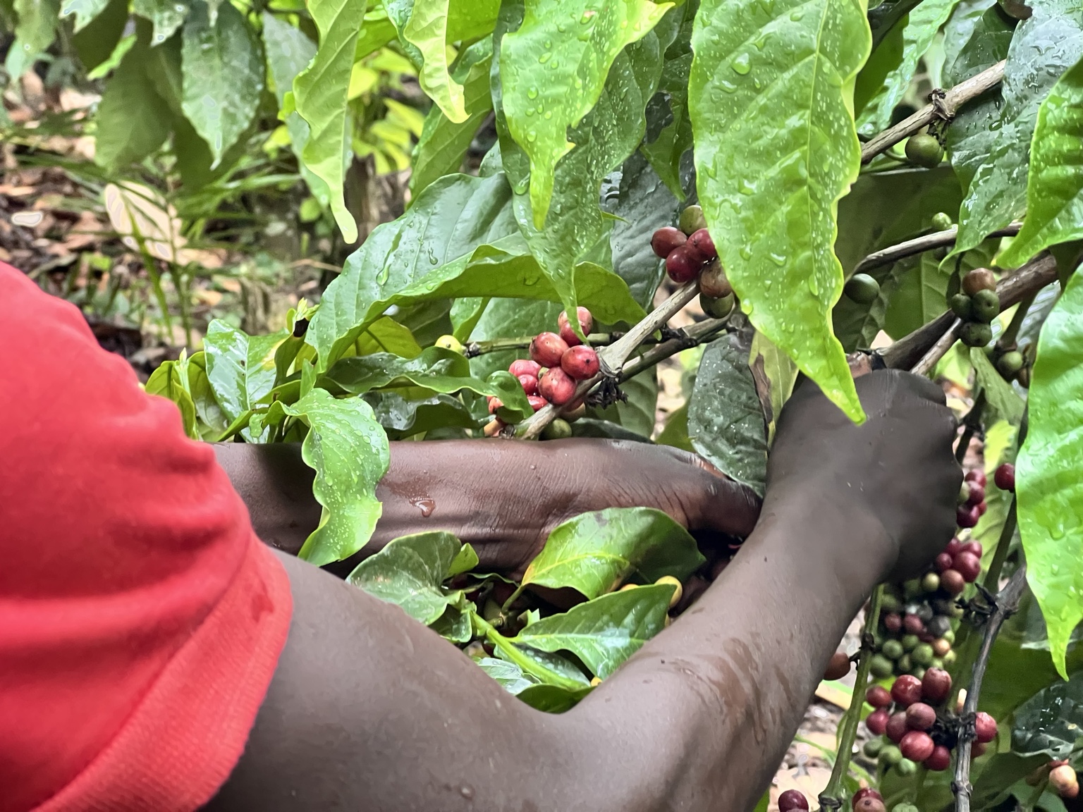 Hands harvesting ripe coffee cherries