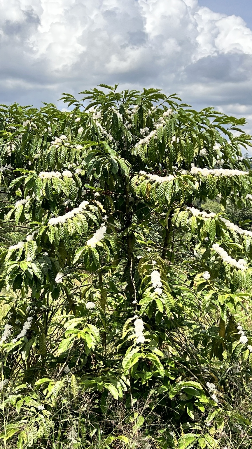 Mature coffee tree covered in white blossoms