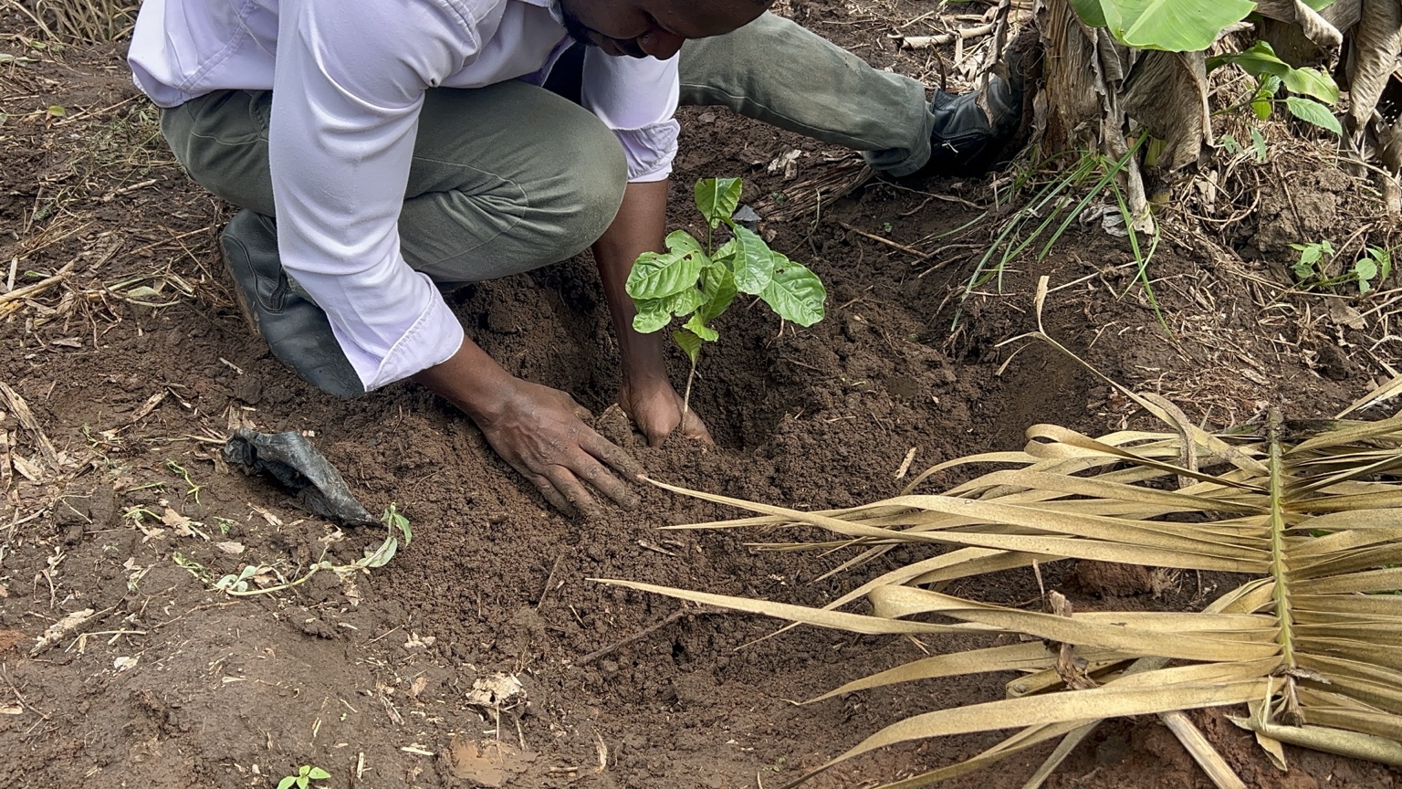 Kenny planting a young coffee seedling