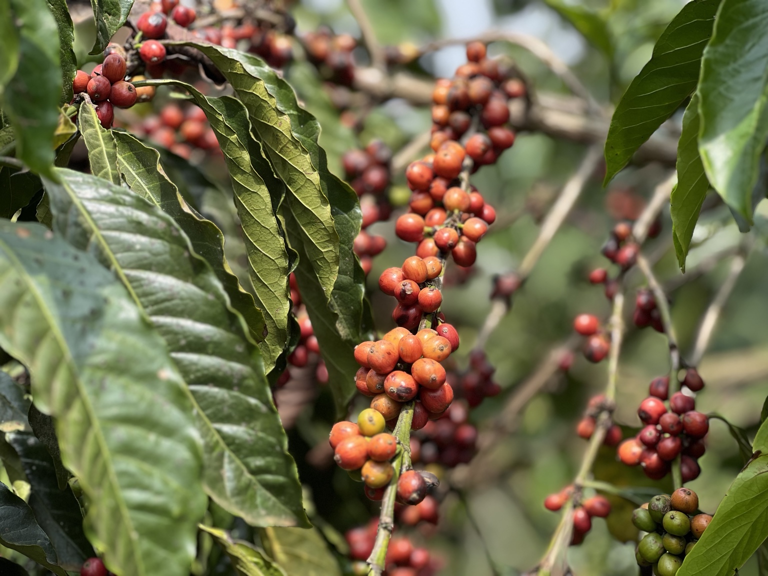 Ripe red coffee cherries on a coffee tree